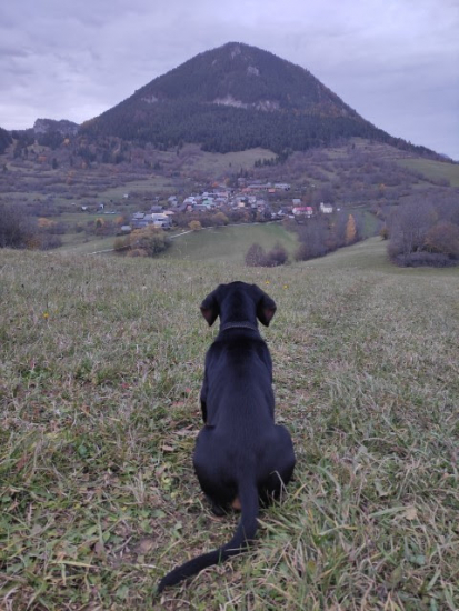 Domov