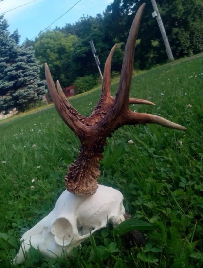 Medailový pán srnec, prvý a zároveň posledný...