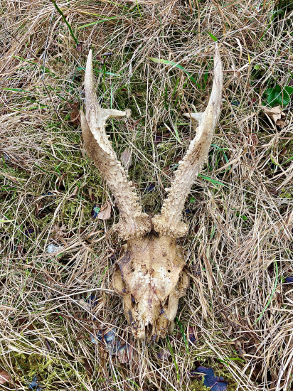 Taký menší srnček