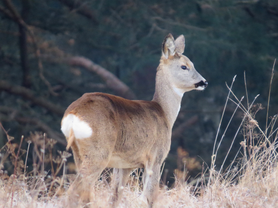 Z rannej pochôdzky...