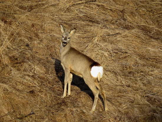 Na jarnom slniečku...