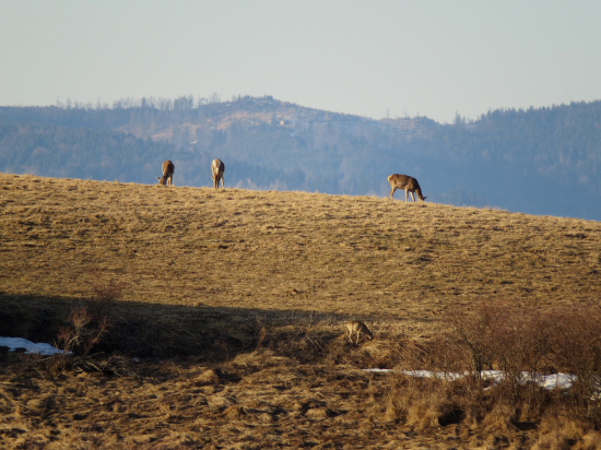 Spoločná večera...