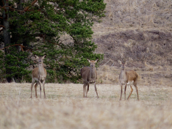 Podvečer na lúke...