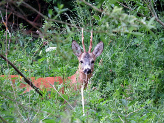 Podvečerný srnec. ..