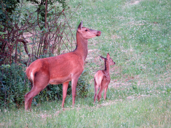 Jelenica s jelenčaťom...