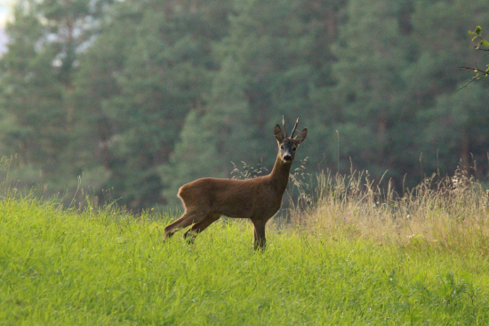 Podvečer na lúke...