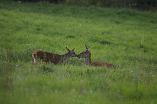 Pusa na dobrú noc...