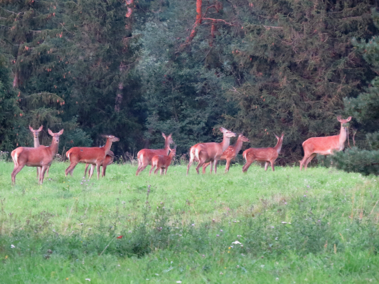 Už len jeleň chýba...