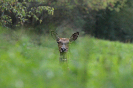 Vo vysokej tráve...