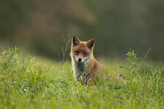 Pri čakaní na jeleňa...