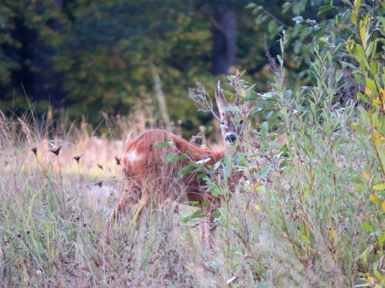 Maskovaný srnček...