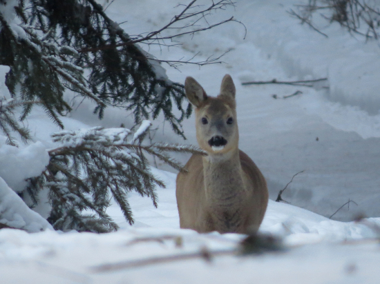 Ranné stretnutie...