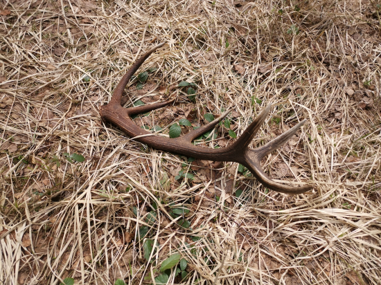 Veľkonočná prechádzka