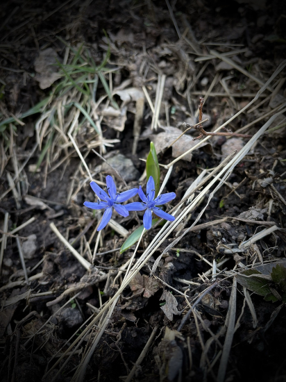 Scila dvojlistá…
