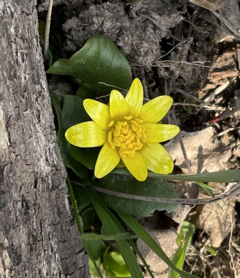 Blyskáč cibuľkatý…