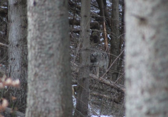 stretnutie so sivým duchom