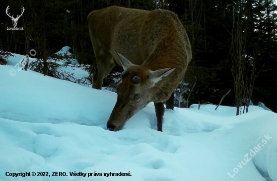 rast parožia