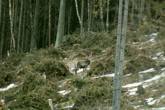 zapózoval v haluzine