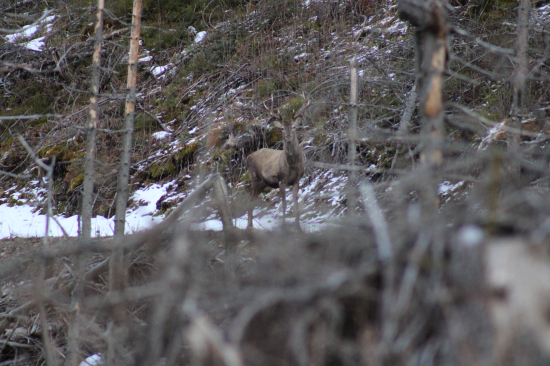 osmoráčik na zvážnici