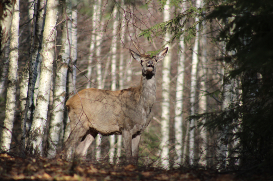 usmievavý jednorožec