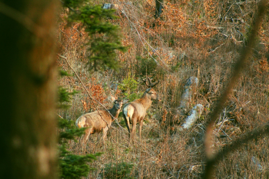 prvomájové brieždenie