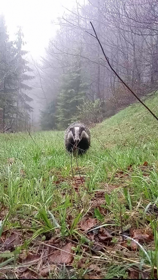 Ako ma jazvec opľul