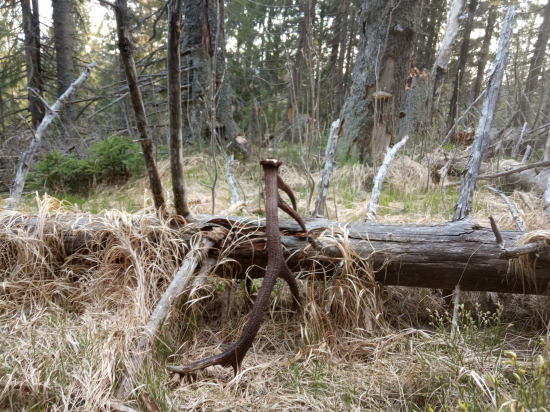 Ej preskakoval kládu