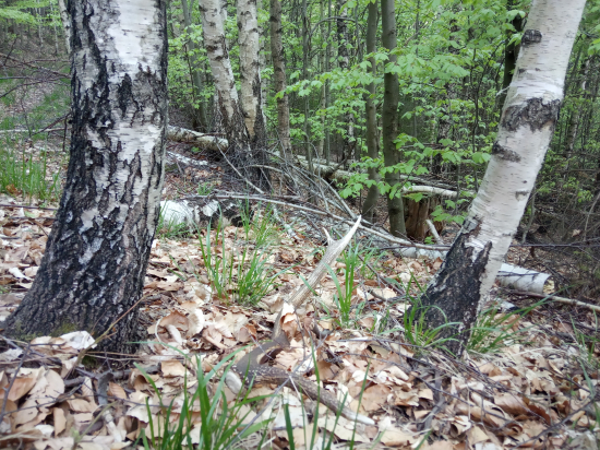 Junáčik podbrezovy