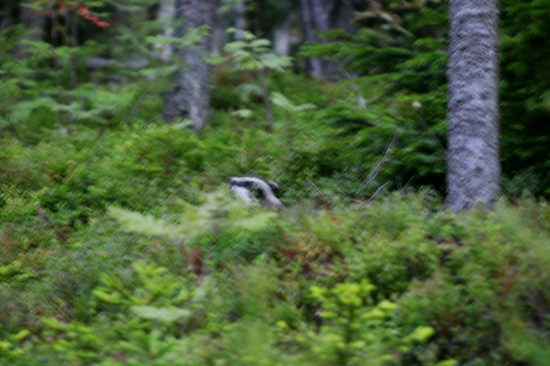 Vetrí v čučoriedí