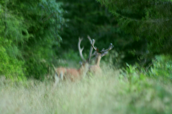 Len sa ti tak mihli na chodníku