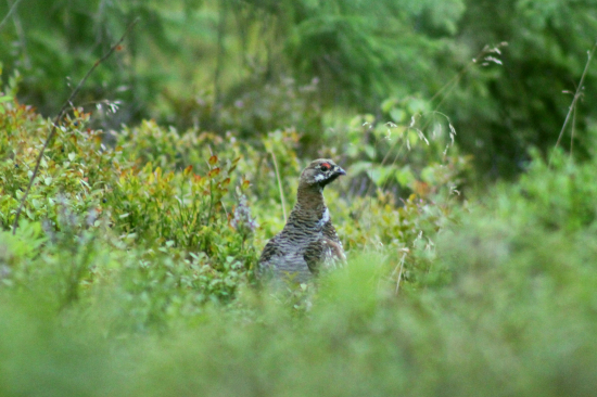 Kuropta hôrna