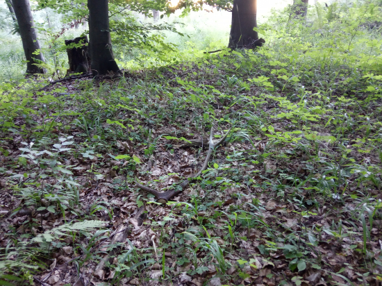 Len mi padol pohľad cez plece