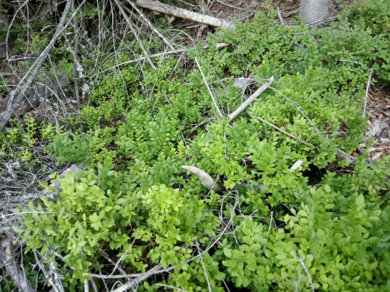 Dvojročak borovkovy