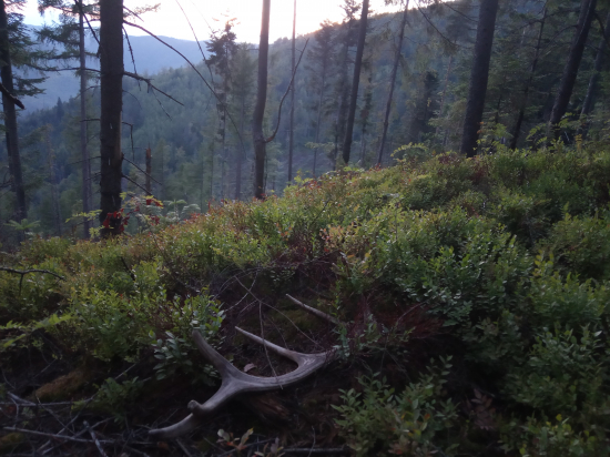 Dvojročak borovkovy II.