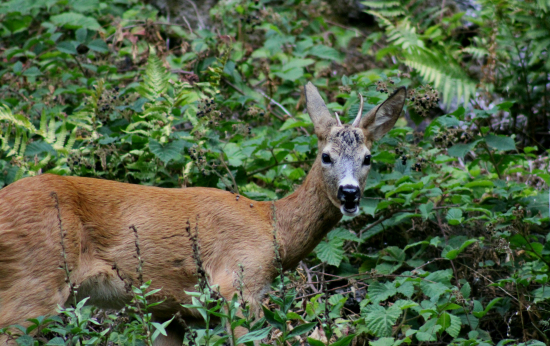 Černice a gombičkár