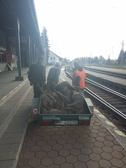 Pendolino Košičan vs diviaky