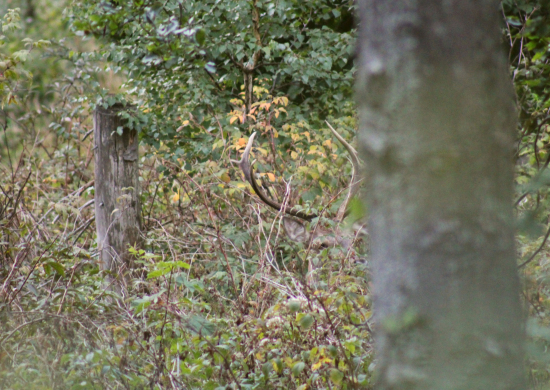 Mlaďas parôžky vystrčil