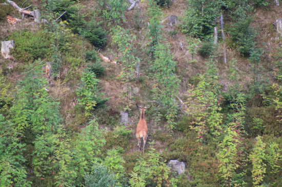 Do svahu pomedzi jarabinky