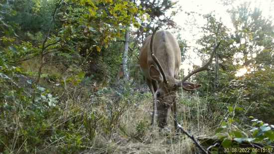Bočák