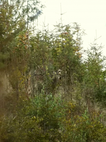 Bobrumkuje si z mladiny