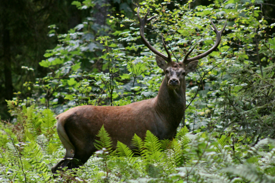Šuhaj vyskočil zareval odskočil