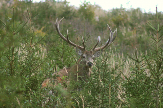 Spoza smrečkov pozoruje