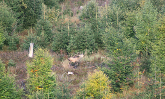 ÖÖÖUUU už trúbi na ranný budíček