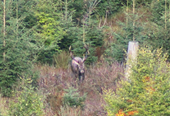 Hroty biele ako sviece