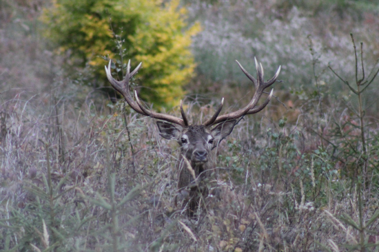 Vrúcny pohľad hodil