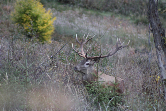 Rezkým krokom hore maliňákom