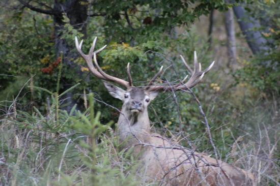Paroháč v celej kráse