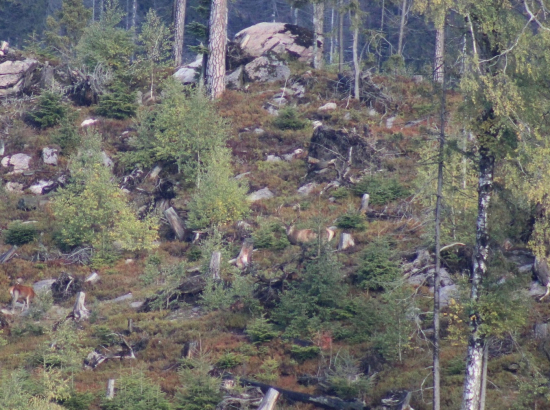 Ruja v skalistých horách