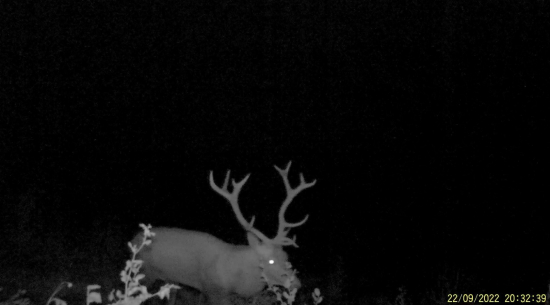 Wapiti