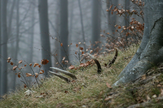To ti je povedomá haluza
